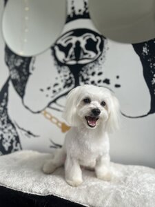 Barber Pet
