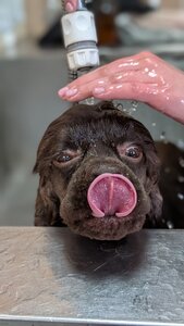 Bark It Pet Grooming