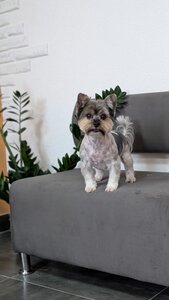 Bark It Pet Grooming