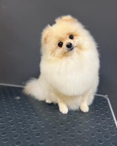 Super groomer