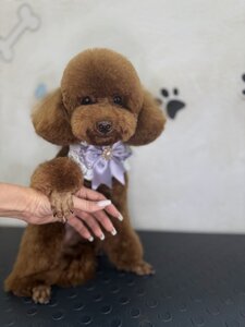 Super groomer