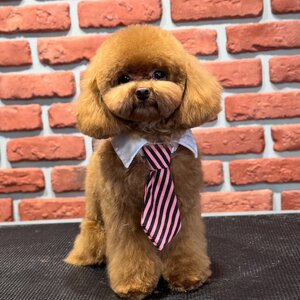 Best Pet Style Грумінг салон . СПА. Навчання