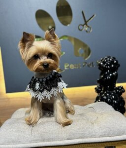 Best Pet Style Грумінг салон . СПА. Навчання