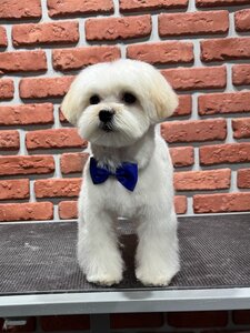 Best Pet Style Грумінг салон . СПА. Навчання