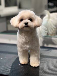 PetSpot
