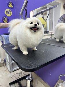CoolPet