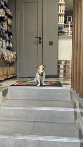 DreamPetStoreFamily
