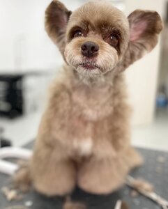 BonBon DOG SPA