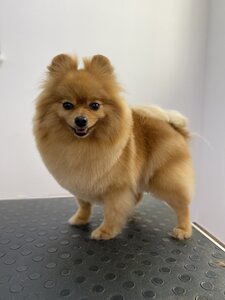 BonBon DOG SPA