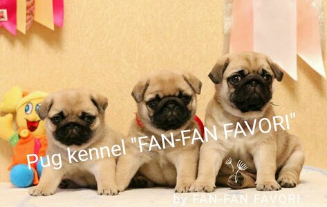 Розплідник мопсів «FAN-FAN FAVORI»