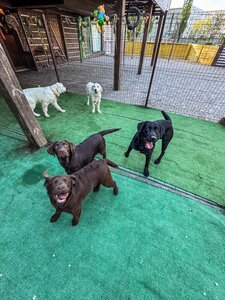 DOG PALACE - Одеський готель для собак