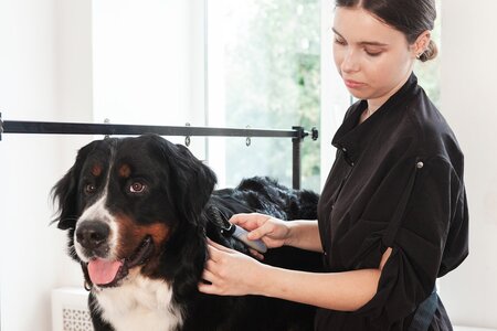Bastidot Grooming