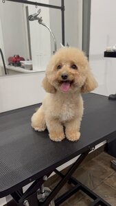 Bastidot Grooming
