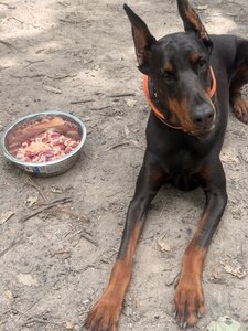 Дресирування собак VOINOVA DOG_SCHOOL