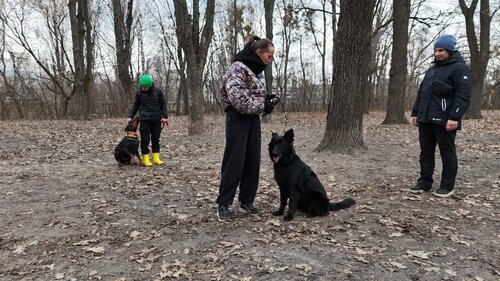 Дресирування собак VOINOVA DOG_SCHOOL