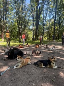Дресирування собак VOINOVA DOG_SCHOOL