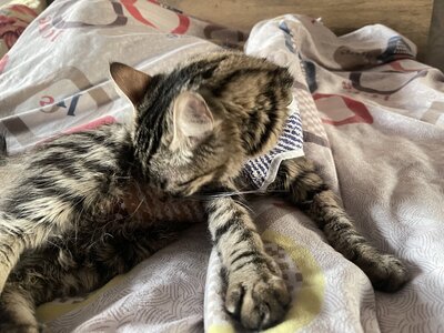 IMVET Clinic