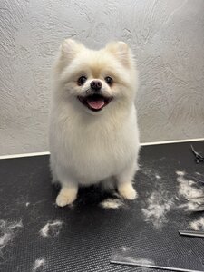 Grooming Salon Brabanson