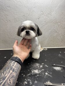 Grooming Salon Brabanson