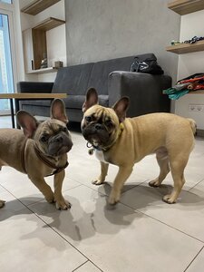 GAV&LOVE dog hotel and spa