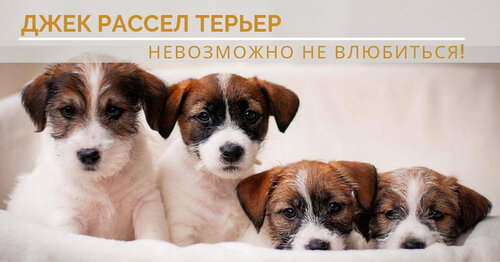 Заводчик собак Джек Рассел Тер’єрів ELPIS STAR