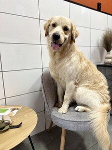 Sinay Grooming - Грумінг салон
