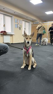 Тренувальний центр для собак СУПЕР ПЕС