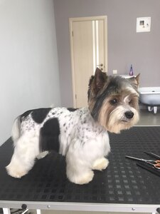 Grooming Dog