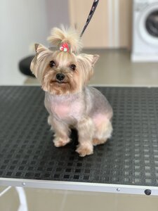 Grooming Dog