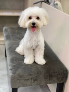 Groomery Pet Shop & Spa