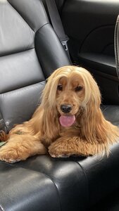 Groomery Pet Shop & Spa