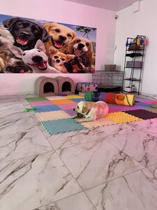 Doggy Kids