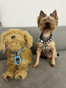 Doggy Kids