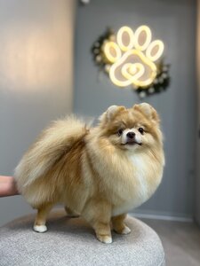 Грумінг салон «Luma Pet Spa»