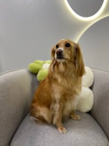 Грумінг салон «Luma Pet Spa»