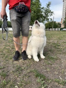 Дресирування собак MaliGuards Club K9