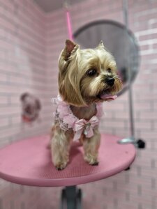 Стрижка собак і котів груминг кабінет Love Groom