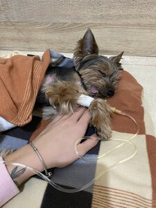 Клініка ветеринарної медицини Величка С. В.
