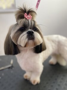 BonBon DOG SPA