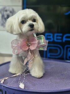 Груминг позняки «BEAUTIFUL PETS»