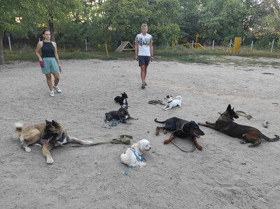 Дресировка собак. Школа службового собаківництва(МГБ)
