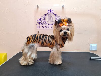 Груминг салон Sunnygroom