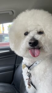 Грумінг Салон Molly Pet