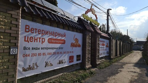 Рудий Кіт Берковец