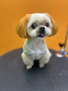 Студія грумінгу «Pet’s Secret»
