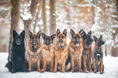 Reisen Dog Training Center