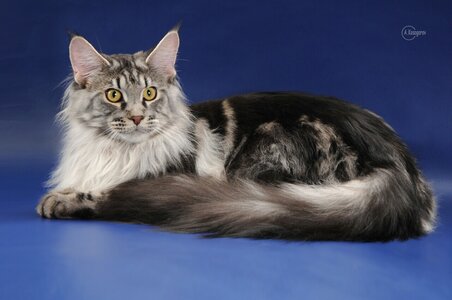 Reino Felino