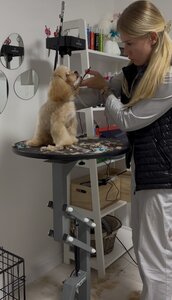 Love your pets studio