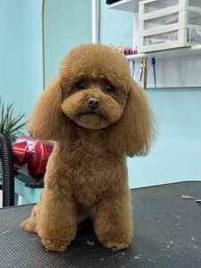 Грумінг Shining Paws