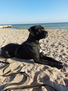 Немецкий Приют Для Животных
